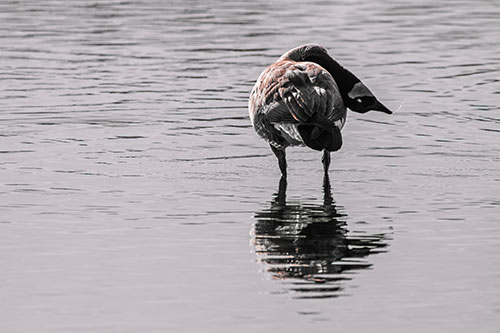 Neck Contorting Canadian Goose Grooming Among Shallow Water (Red Tint)