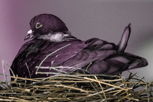 Nesting Pigeon Keeping Watch (Red Tint Photo)