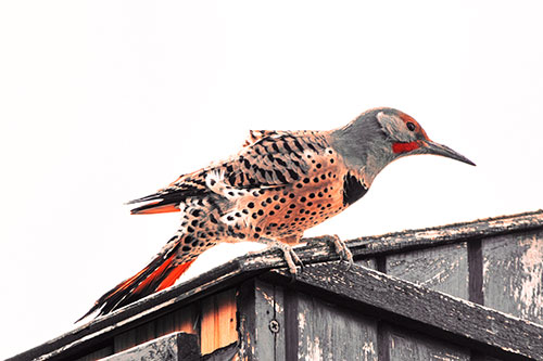 Northern Flicker Woodpecker Crouching Atop Birdhouse (Red Tint)