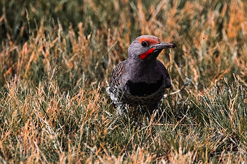 Northern Flicker Woodpecker Digging Up Dirt (Red Tint)