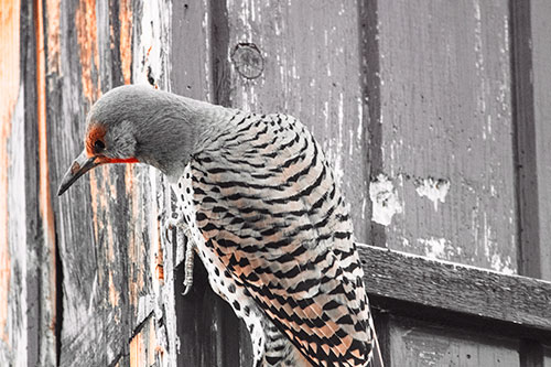 Northern Flicker Woodpecker Peeking Around Birdhouse (Red Tint Photo)