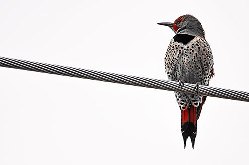 Northern Flicker Woodpecker Perched Atop Steel Wire (Red Tint Photo)