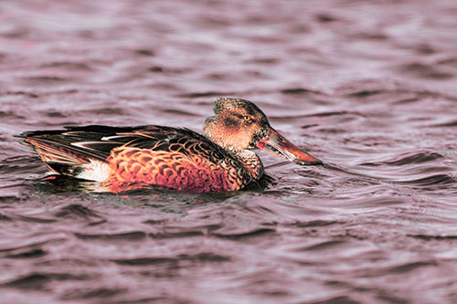 Northern Shoveler Duck Enjoying Lake Swim (Red Tint Photo)