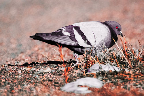 Observant Pigeon Scouring Among Dead Plants (Red Tint)
