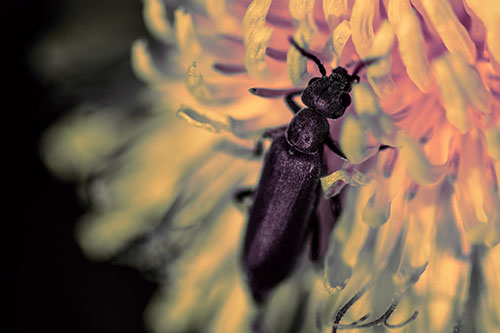Oedemera Beetle Feasting Among Dandelion (Red Tint)