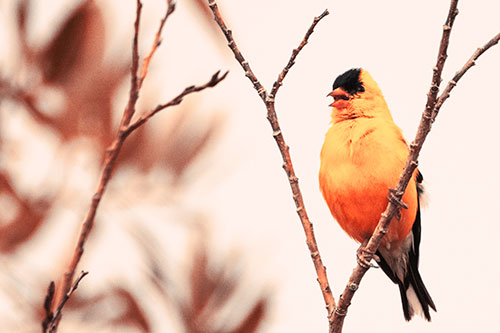 Open Mouthed American Goldfinch Standing On Tree Branch (Red Tint Photo)