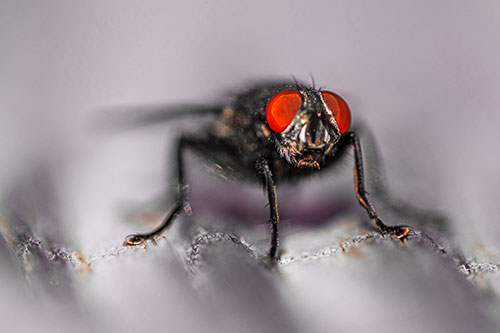 Open Mouthed Cluster Fly Shocked With Fear (Red Tint)