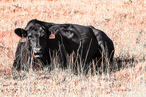 Open Mouthed Cow Resting On Grass (Red Tint Photo)