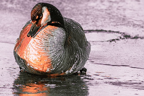Open Mouthed Goose Laying Atop Ice Frozen River (Red Tint Photo)