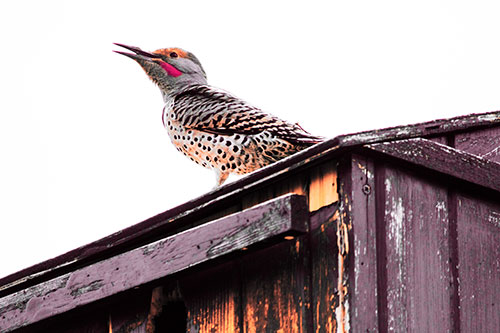 Open Mouthed Northern Flicker Woodpecker (Red Tint Photo)