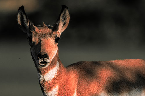 Open Mouthed Pronghorn Gazes In Shock (Red Tint Photo)