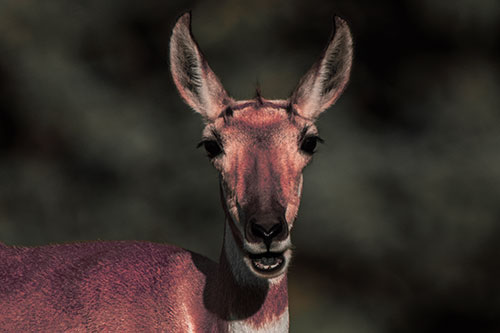 Open Mouthed Pronghorn Spots Intruder (Red Tint Photo)