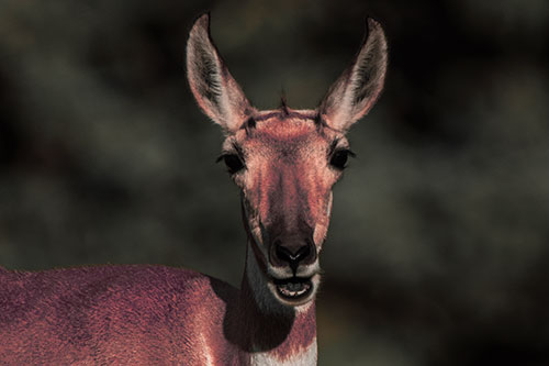 Open Mouthed Pronghorn Spots Intruder (Red Tint)