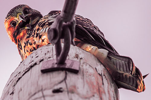 Open Mouthed Red Tailed Hawk Squawking Downward (Red Tint)