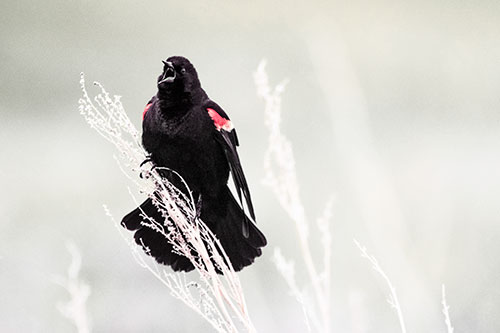 Open Mouthed Red Winged Blackbird Chirping Aggressively (Red Tint Photo)