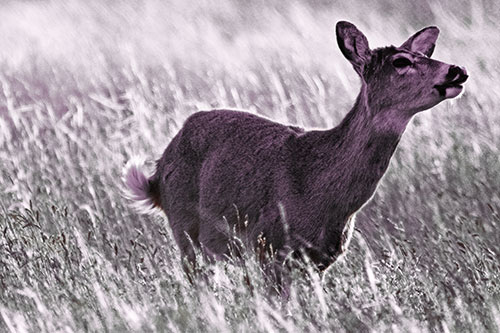 Open Mouthed White Tailed Deer Among Wheatgrass (Red Tint Photo)