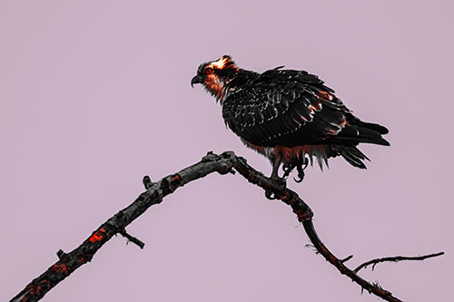 Osprey Hawk Balancing Among Bending Tree Branch (Red Tint)
