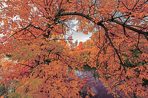 Overlooking River Through Bending Leaf Covered Autumn Tree Branch (Red Tint)