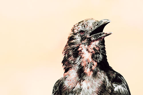 Panting Open Mouthed Crow Cooling Down Among Heat (Red Tint)