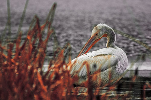 Pelican Grooming Beyond Water Reed Grass (Red Tint Photo)