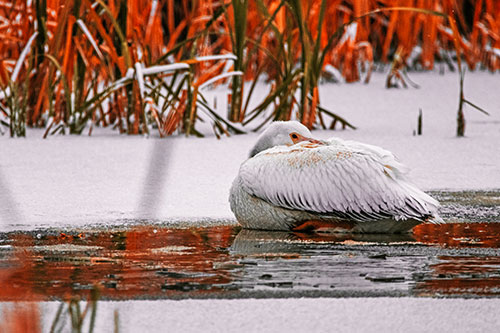 Pelican Resting Atop Ice Frozen Lake (Red Tint Photo)