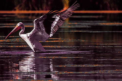 Pelican Takes Flight Off Lake Water (Red Tint Photo)