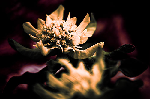 Peony Flower In Motion (Red Tint Photo)