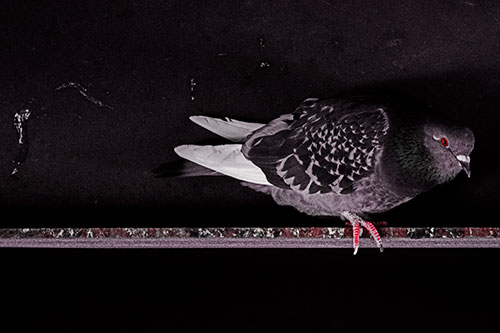 Pigeon Crouching On Steel Beam (Red Tint Photo)
