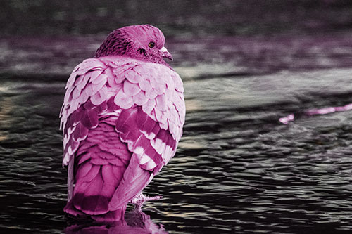 Pigeon Glancing Backwards Among River Water (Red Tint Photo)