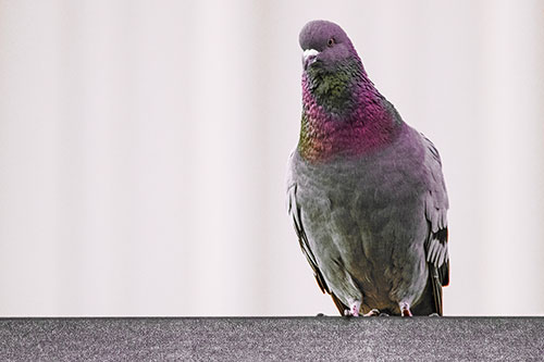 Pigeon Keeping Watch Atop Metal Roof Ledge (Red Tint Photo)