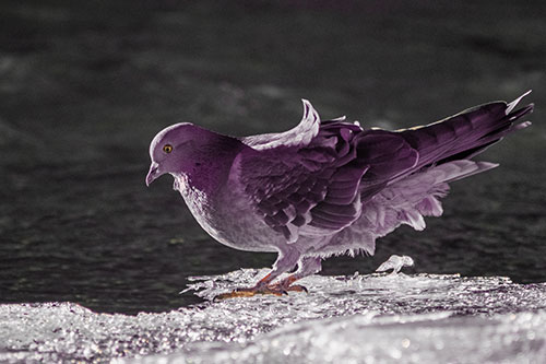 Pigeon Peeking Over Frozen River Ice Edge (Red Tint Photo)