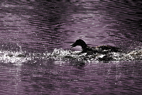 Playful Mallard Duck Gets Splashed Among Lake Horizon (Red Tint)