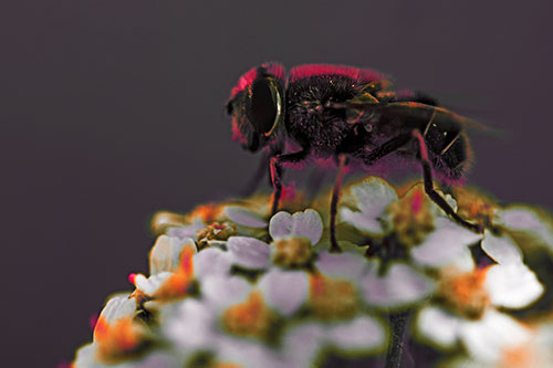 Pollen Covered Hoverfly Standing Atop Flower Petals (Red Tint Photo)