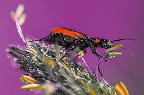 Pollen Covered Scarlet Malachite Beetle Hugging Flower Stem (Red Tint)