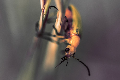 Pollen Faced Blister Beetle Hangs Onto Plant Stem (Red Tint)