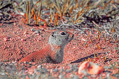 Prairie Dog Emerges From Dirt Tunnel (Red Tint)