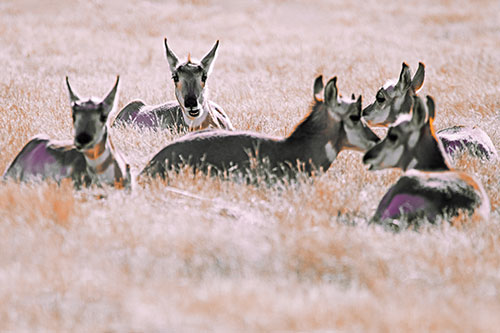 Pronghorn Herd Rest Among Grass (Red Tint Photo)