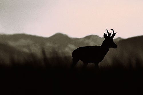 Pronghorn Silhouette Across Mountain Range (Red Tint Photo)