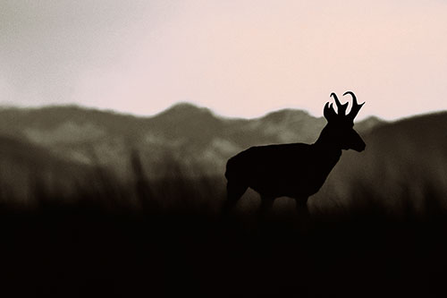 Pronghorn Silhouette Across Mountain Range (Red Tint)