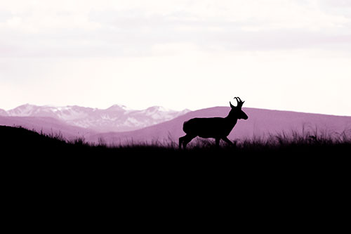 Pronghorn Silhouette On The Prowl (Red Tint Photo)