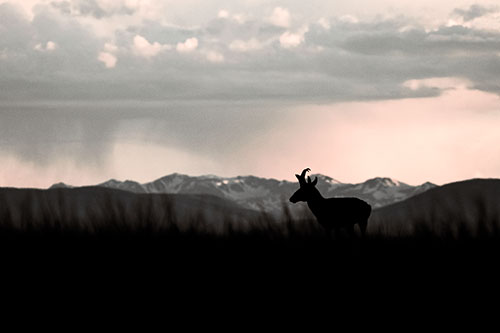 Pronghorn Silhouette Overtakes Stormy Mountain Range (Red Tint)