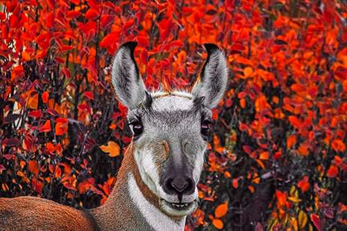 Pronghorn Snacking Among Autumn Leaves (Red Tint Photo)