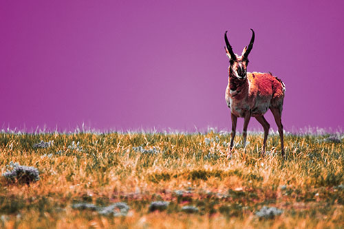 Pronghorn Standing Along Grassy Horizon (Red Tint Photo)