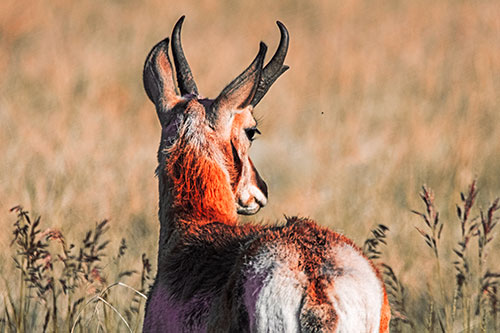 Pronghorn Watching Annoying Fly Buzzing Around (Red Tint)