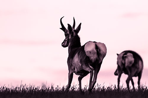 Pronghorns Begin Sprinting Towards Herd (Red Tint Photo)