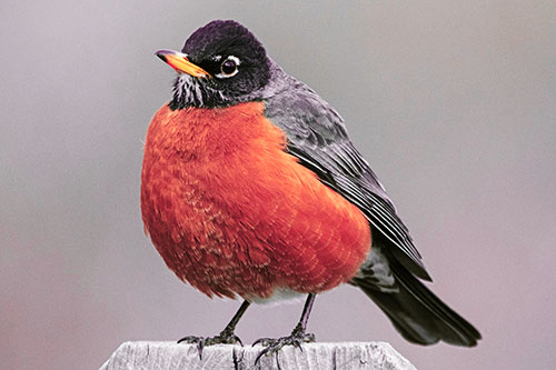 Puffball American Robin Standing Atop Fence (Red Tint Photo)