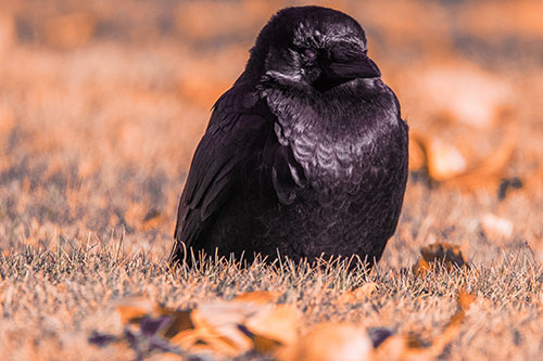 Puffy Crow Standing Guard Among Leaf Covered Grass (Red Tint Photo)