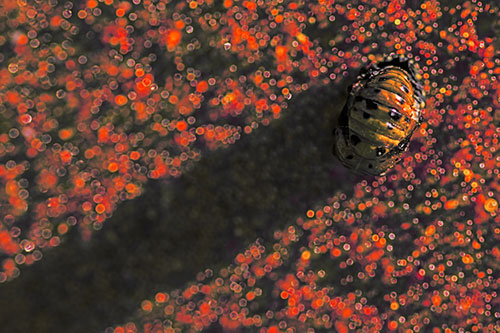 Pupa Convergent Lady Beetle Casts Shadow Among Sparkles (Red Tint Photo)
