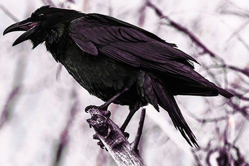 Raven Croaking Among Tree Branches (Red Tint Photo)