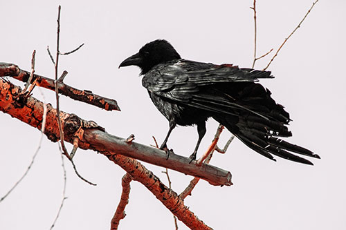 Raven Grips Onto Broken Tree Branch (Red Tint Photo)